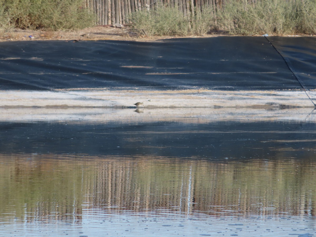 Long-billed Dowitcher - ML611468474