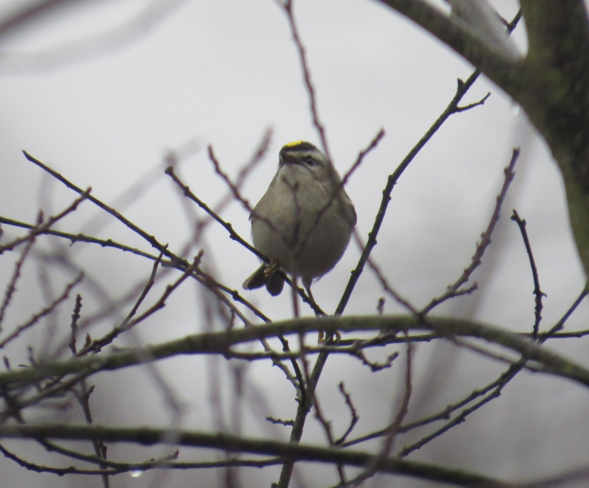 Golden-crowned Kinglet - ML611468485