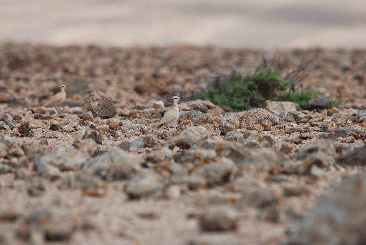 Cream-colored Courser - ML611468886