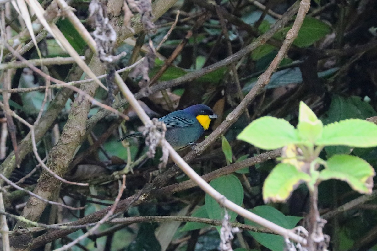 Purplish-mantled Tanager - Nick Schleissmann