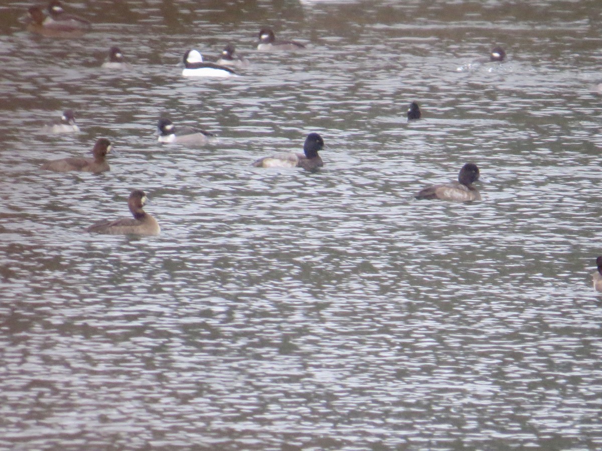 Lesser Scaup - ML611469180