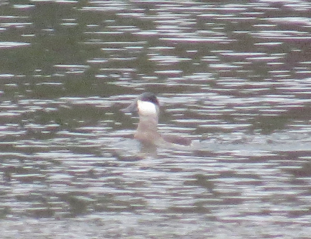 Ruddy Duck - ML611469324