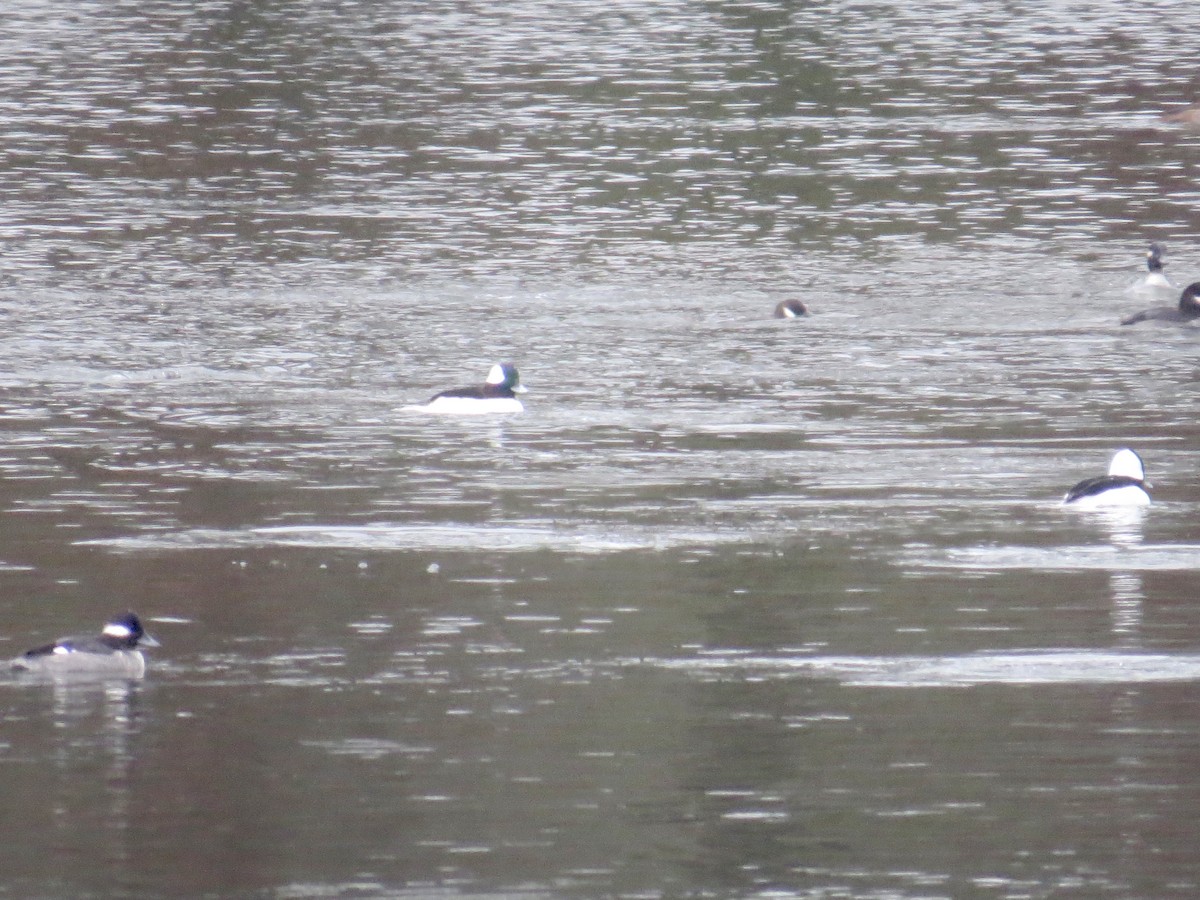 Bufflehead - ML611469397