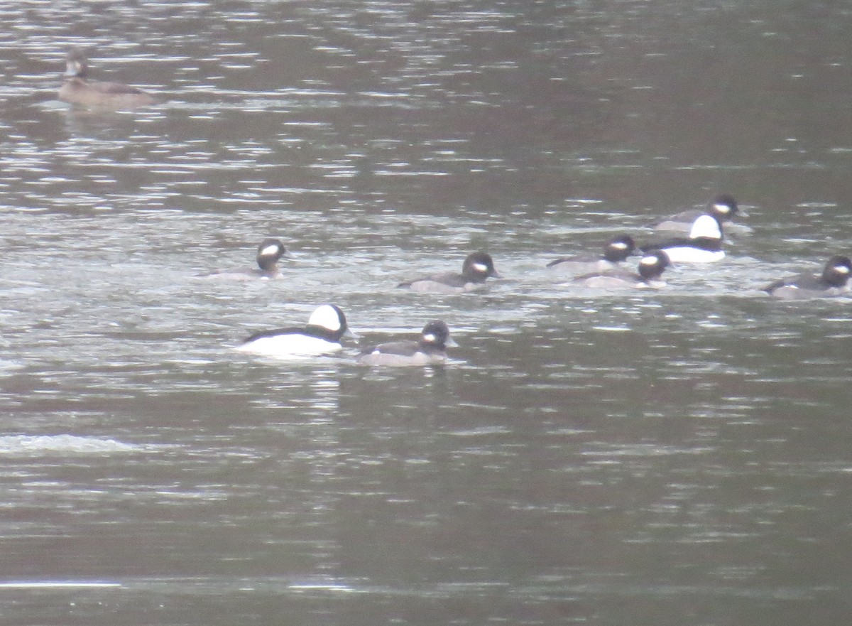 Bufflehead - ML611469398