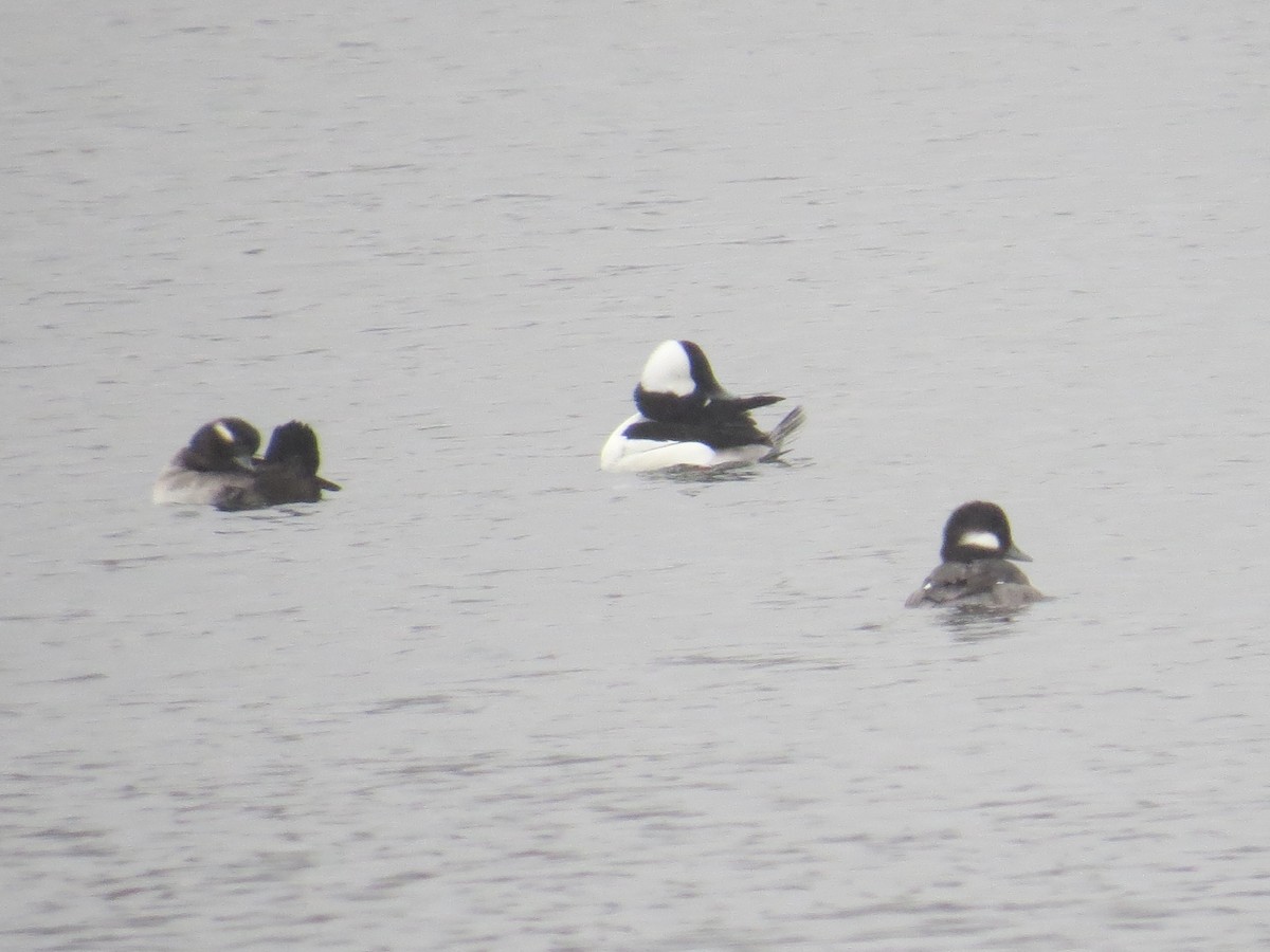 Bufflehead - ML611469408