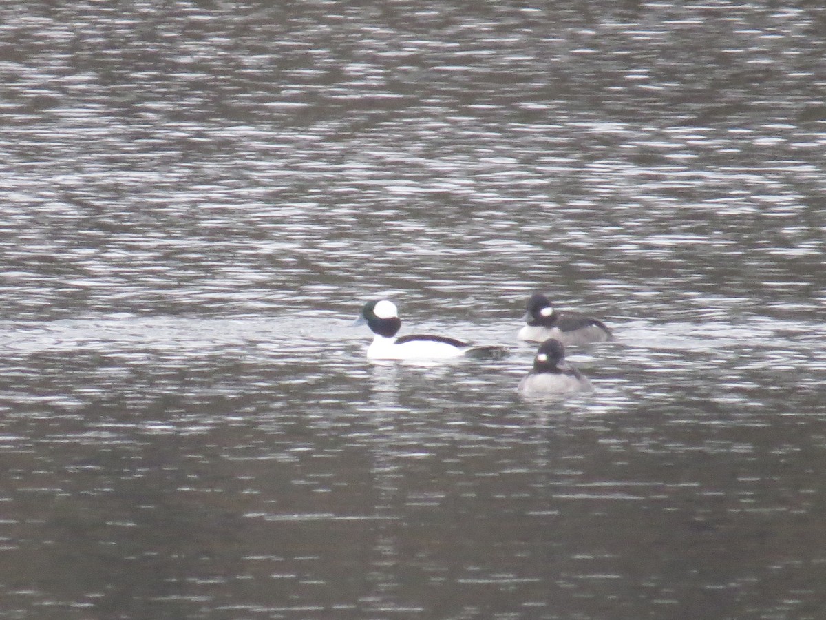 Bufflehead - ML611469409