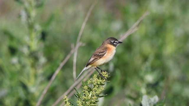 Bearded Tachuri - ML611469449