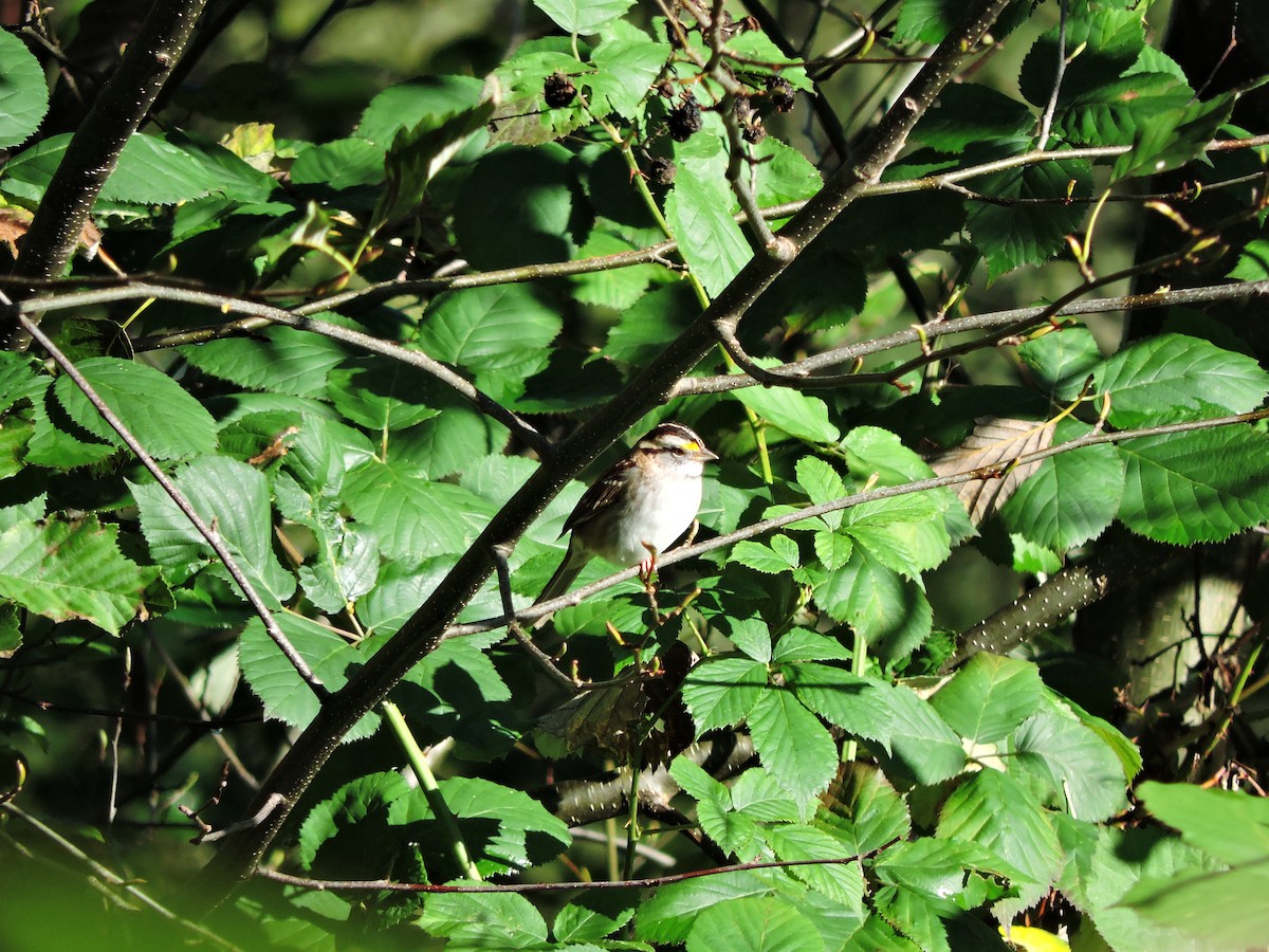 White-throated Sparrow - Lukas Evans