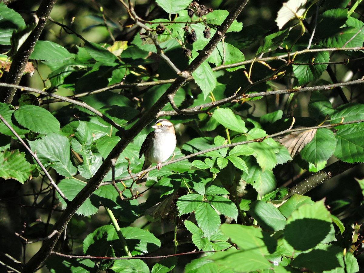 White-throated Sparrow - Lukas Evans