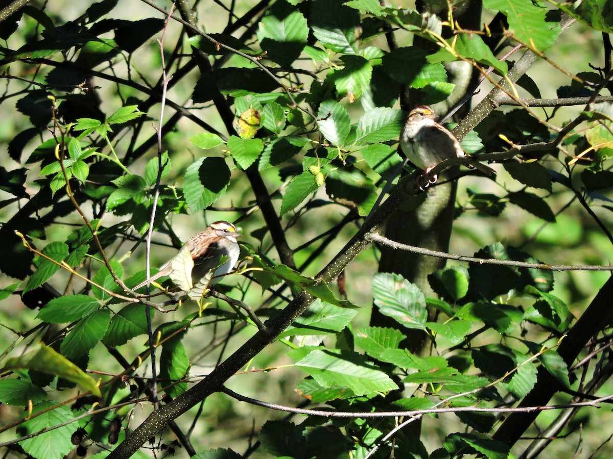 White-throated Sparrow - Lukas Evans