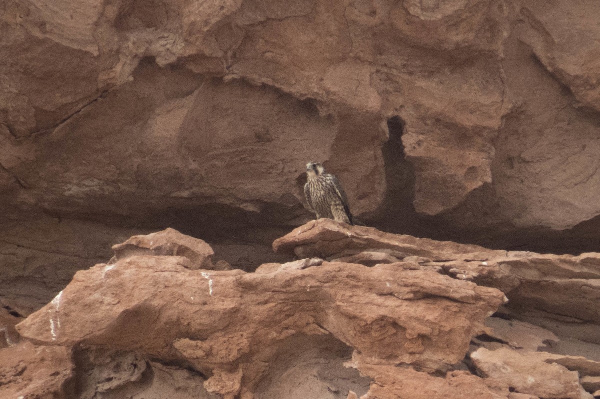 Peregrine Falcon (Tundra) - ML611469521