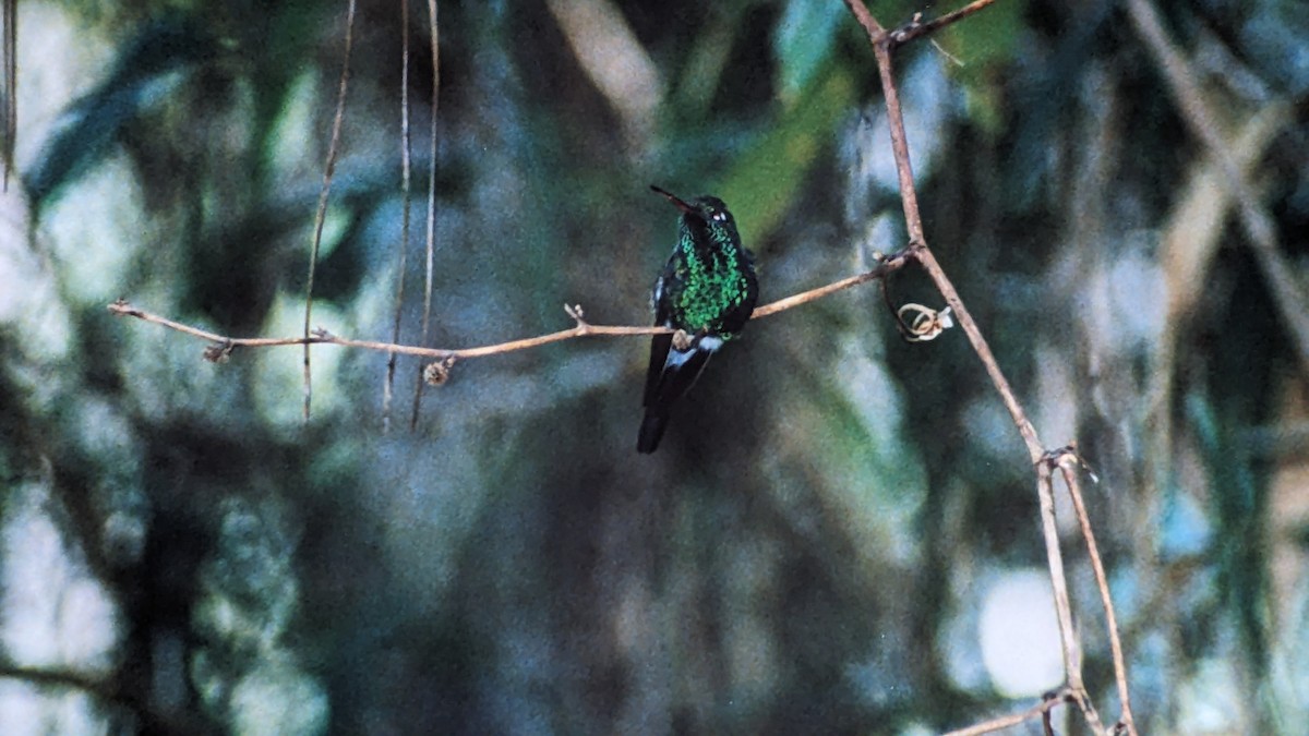 kolibřík kubánský - ML611469670