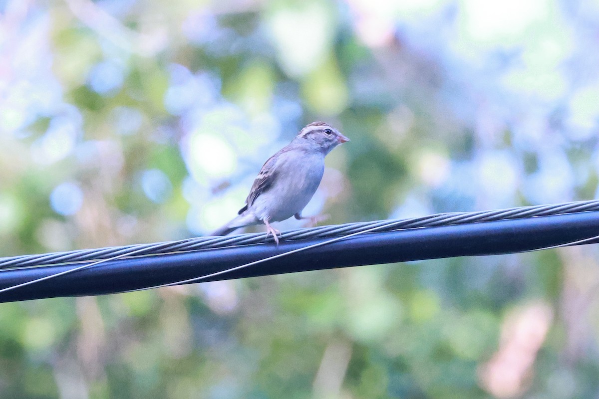 Chipping Sparrow - Glenn Mitchell