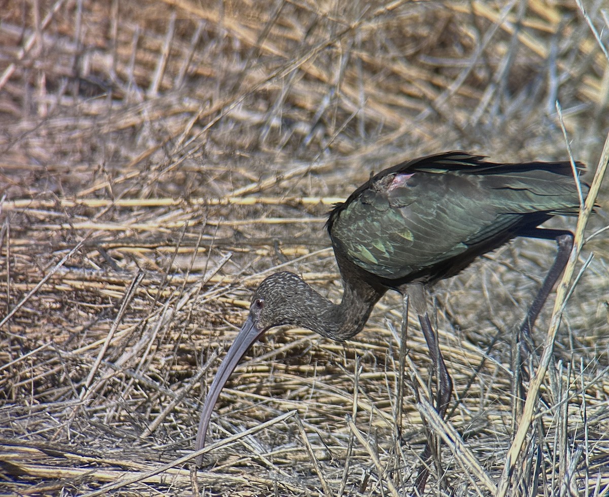 ibis americký - ML611470031