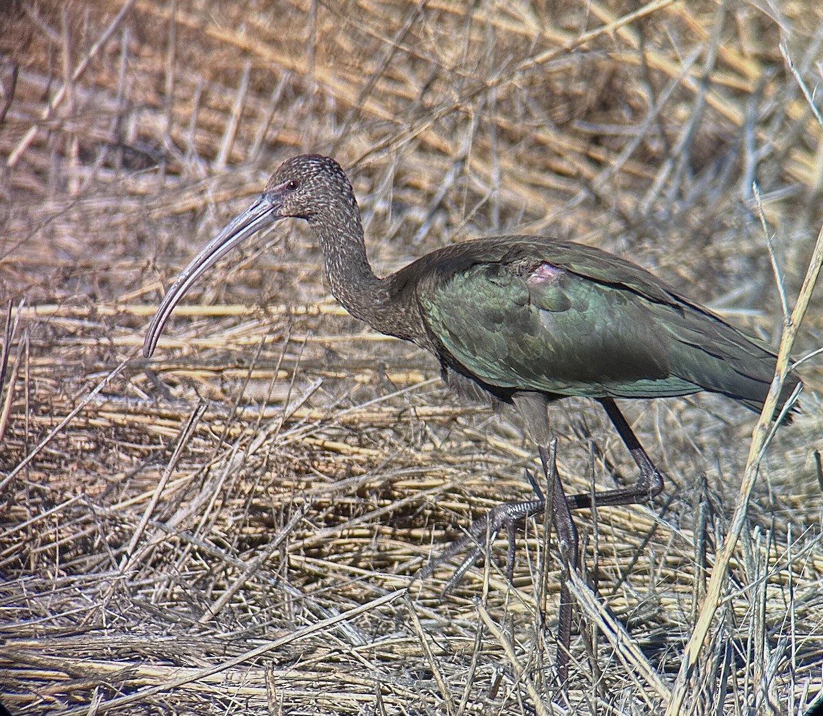 White-faced Ibis - Andrew Whetten