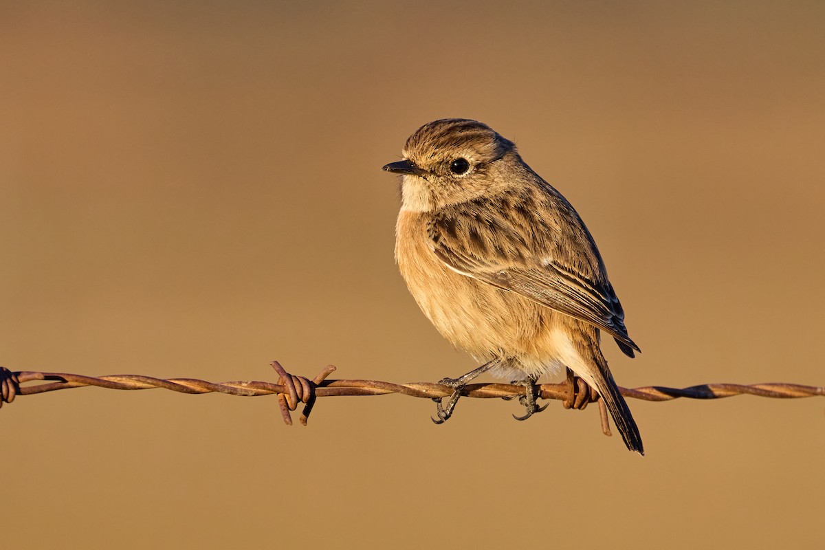 European Stonechat - Gonzalo Astete Martín