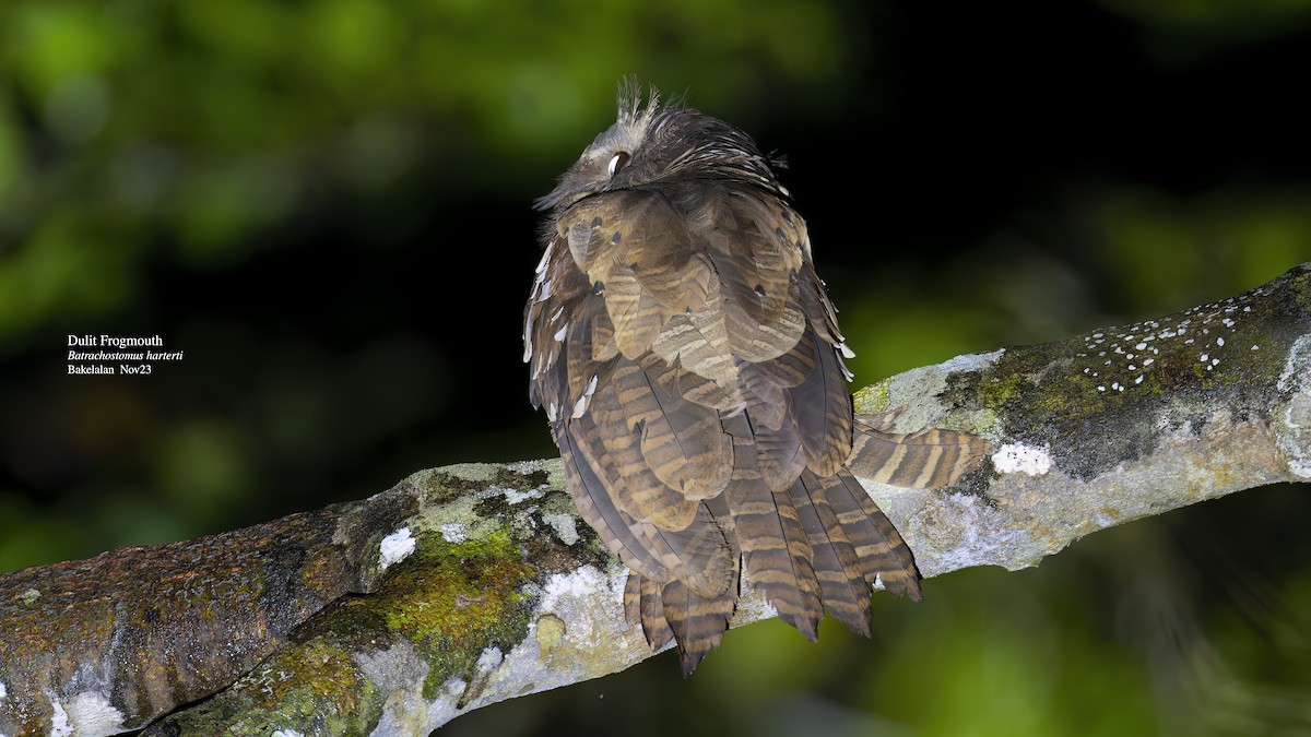 Dulit Frogmouth - ML611470182