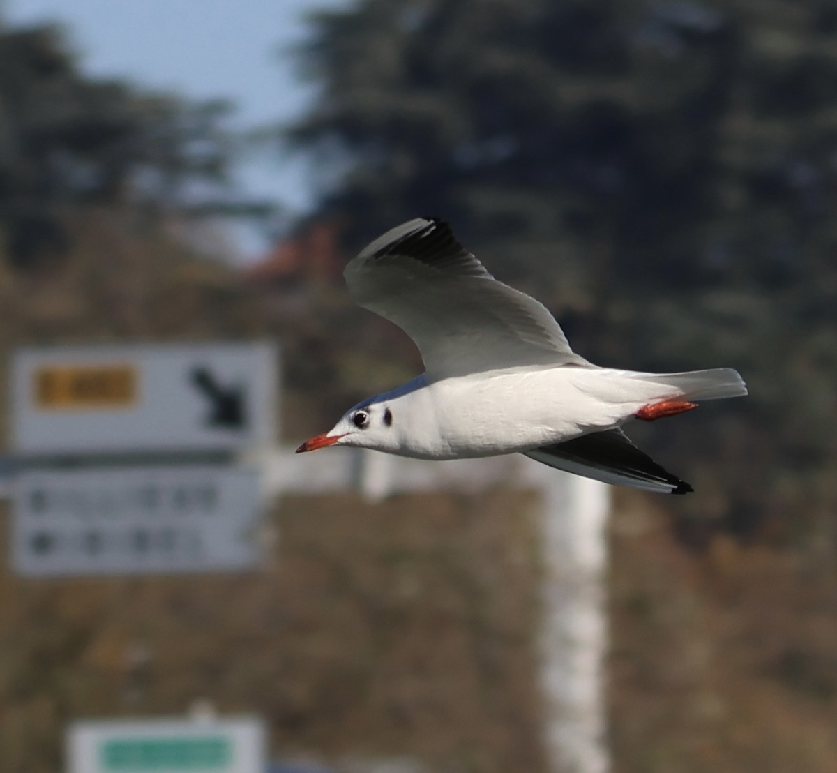 Black-headed Gull - ML611470184