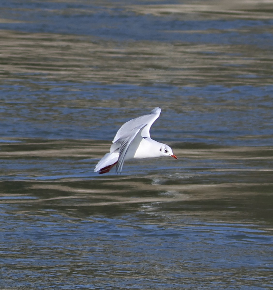 Mouette rieuse - ML611470185