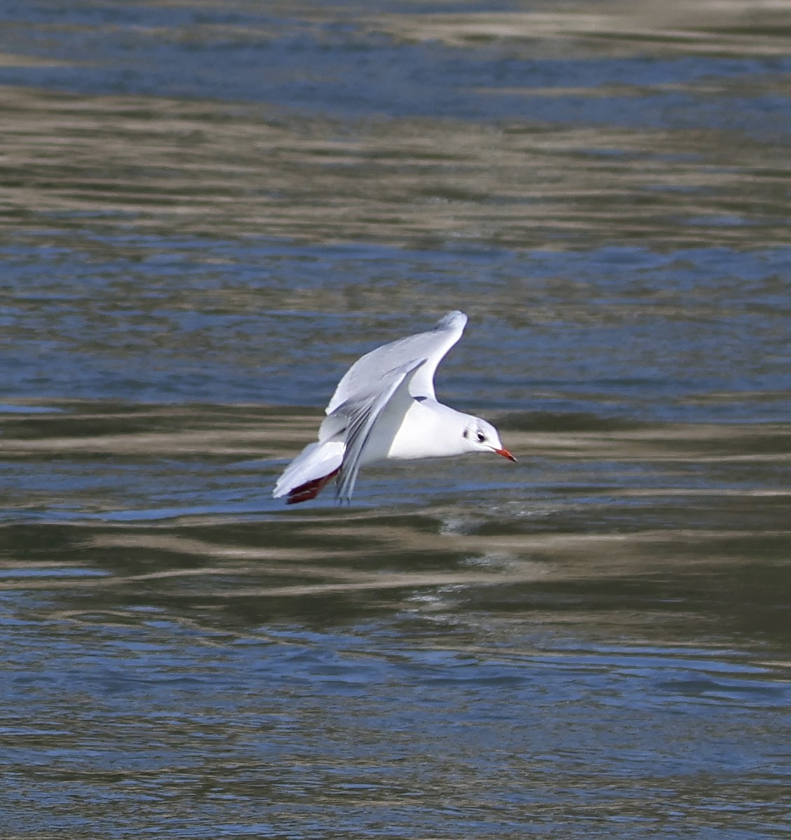 Black-headed Gull - ML611470185