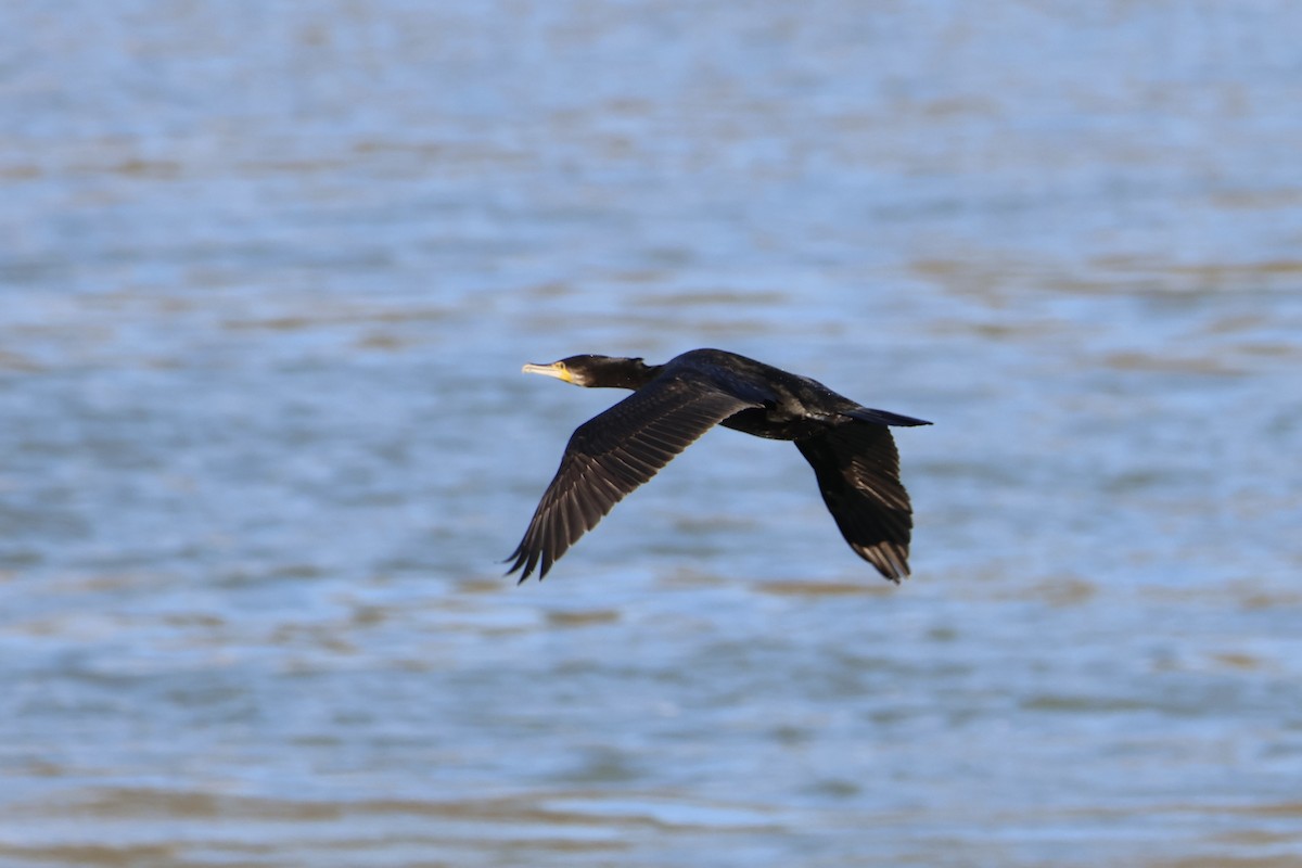 Great Cormorant - ML611470189