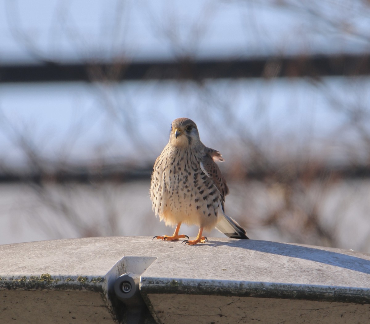 Eurasian Kestrel - Aitor Gonzalo