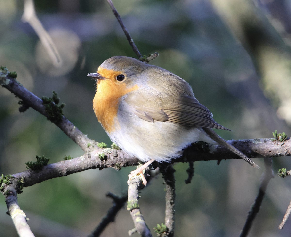 European Robin - ML611470203