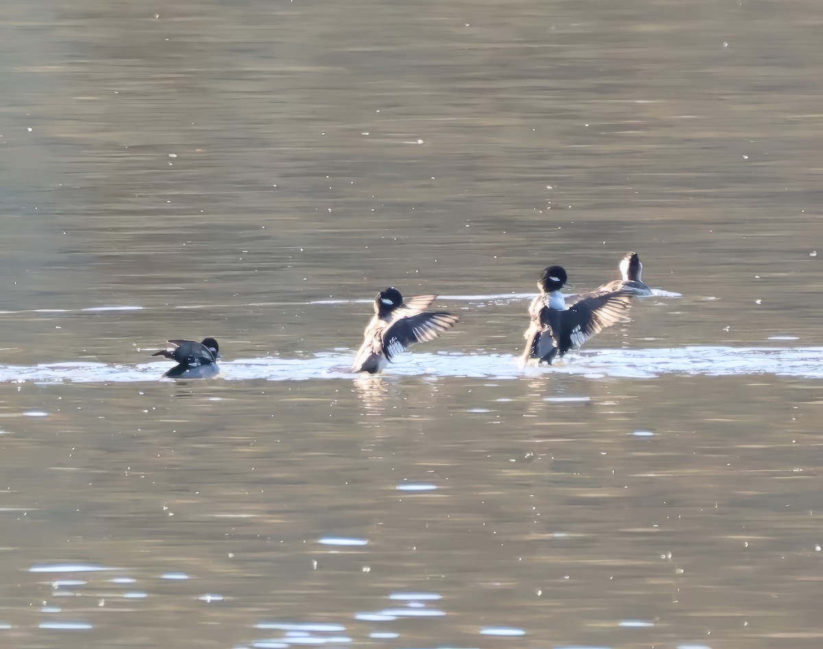 Bufflehead - ML611470218