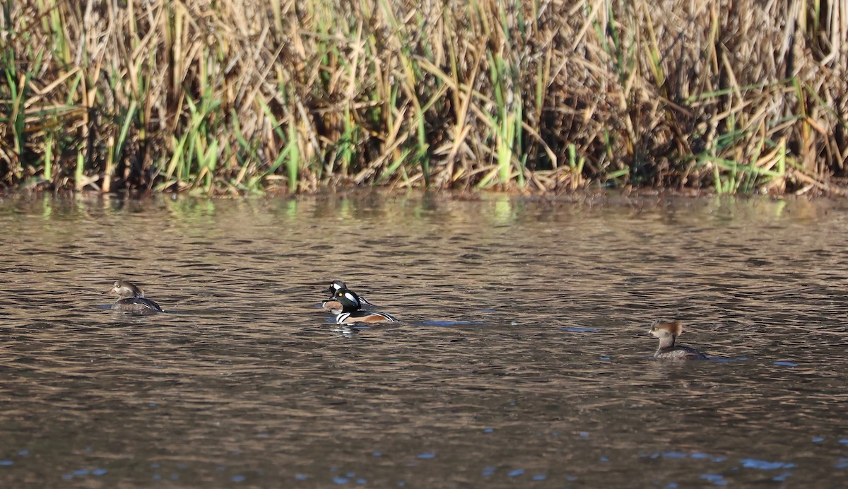 Hooded Merganser - ML611470232