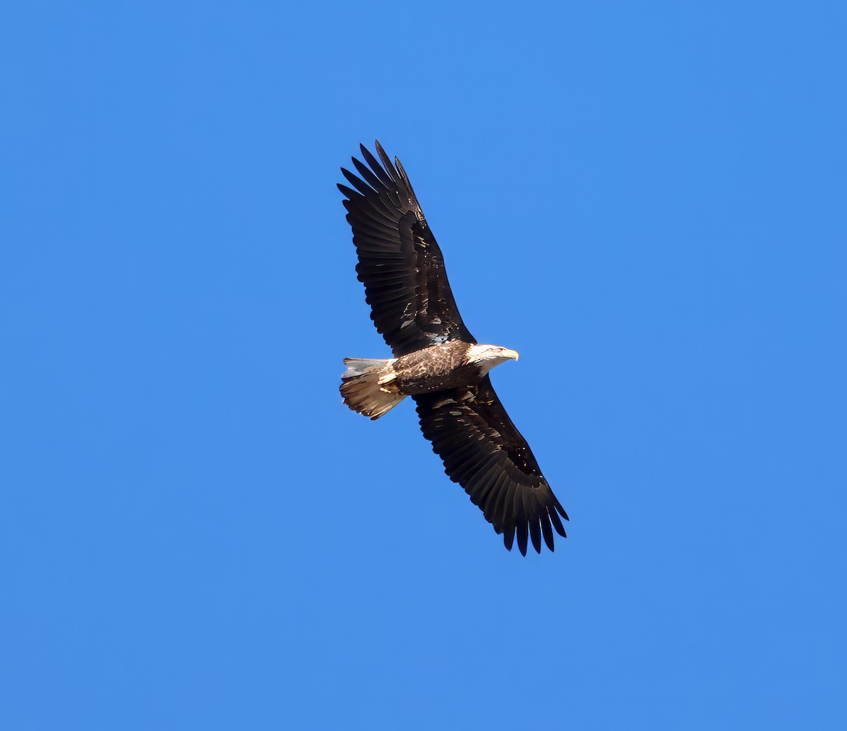 Bald Eagle - ML611470254