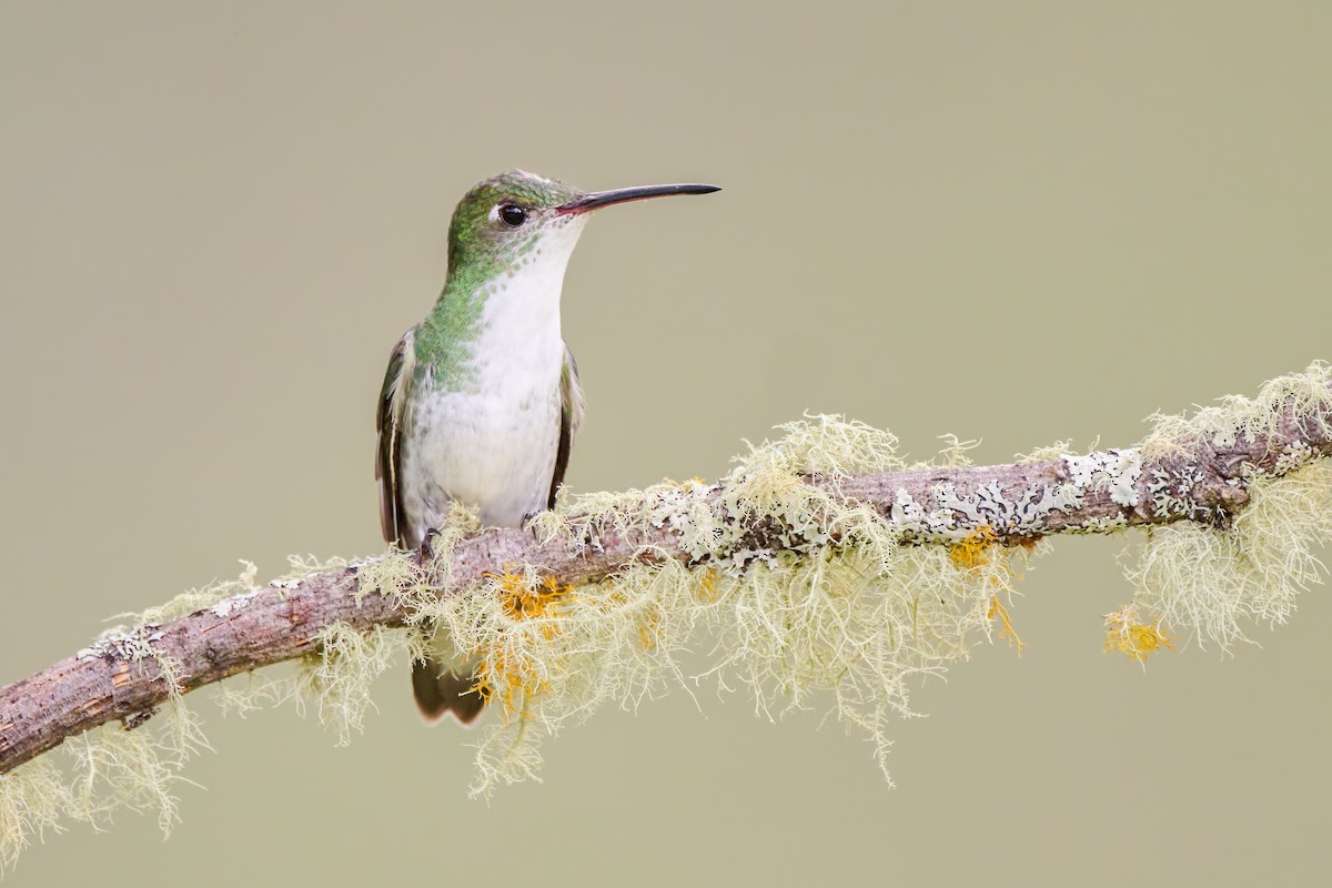 White-bellied Hummingbird - Sharif Uddin
