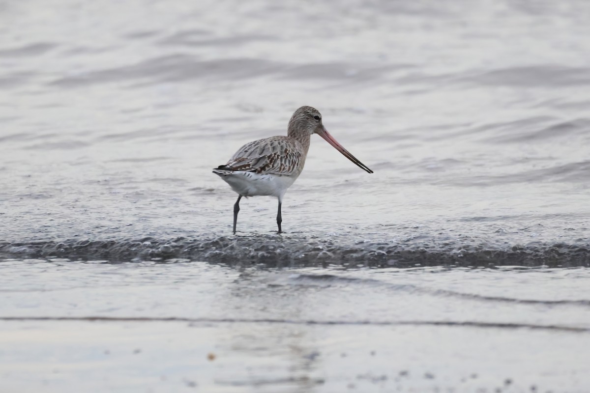 Bar-tailed Godwit - Gareth Bowes