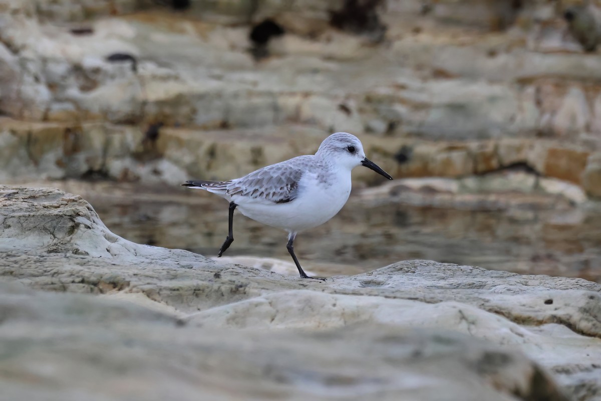 Bécasseau sanderling - ML611470345