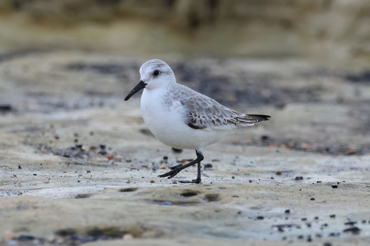 Bécasseau sanderling - ML611470346