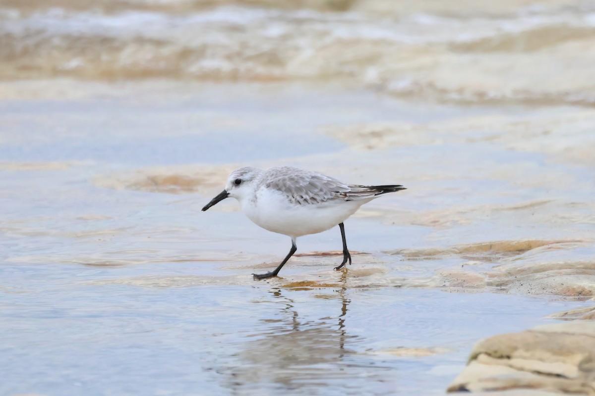 Bécasseau sanderling - ML611470347