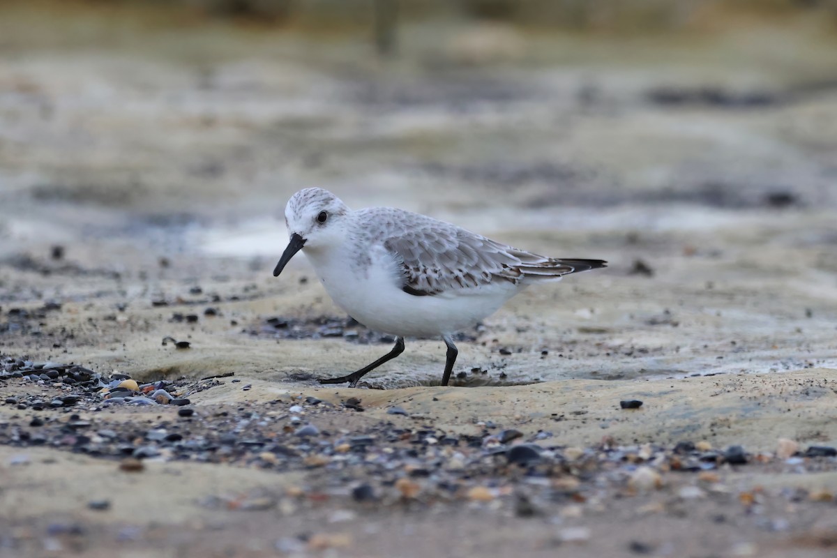 Bécasseau sanderling - ML611470348