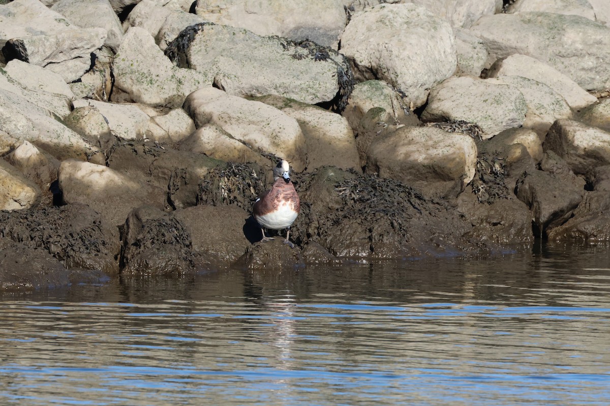 American Wigeon - ML611470377