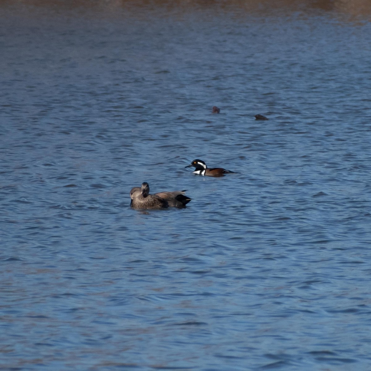 Hooded Merganser - ML611470441