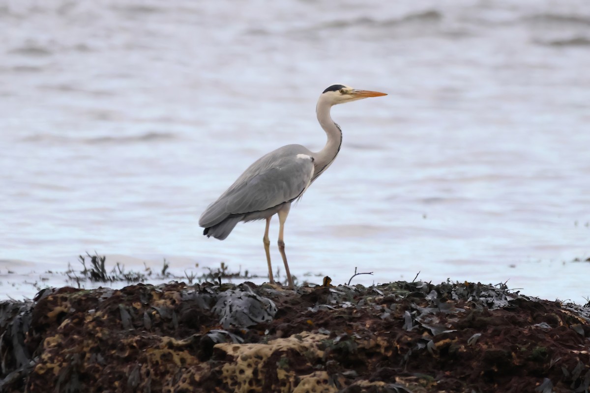 Gray Heron - ML611470470