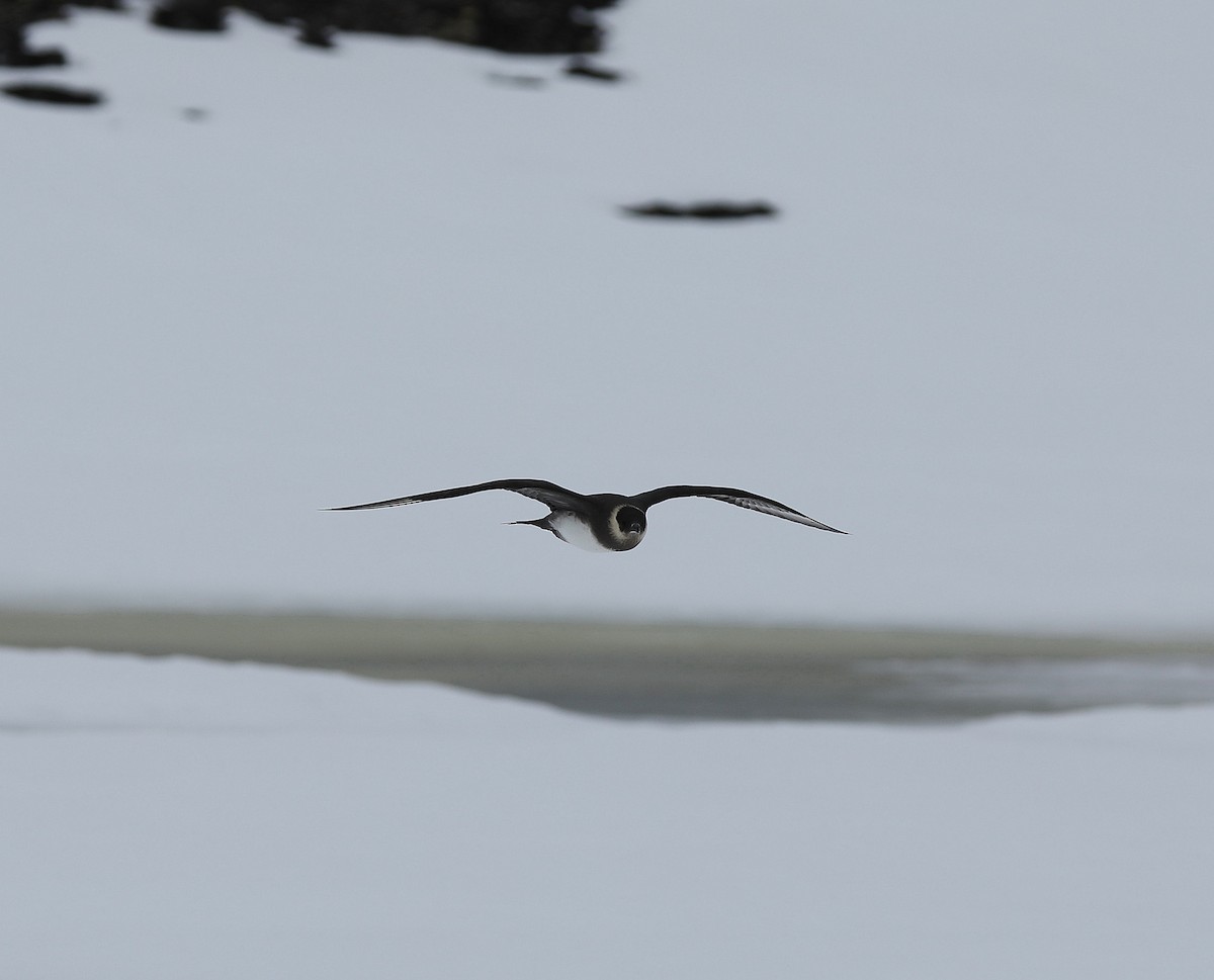 Parasitic Jaeger - ML611470486