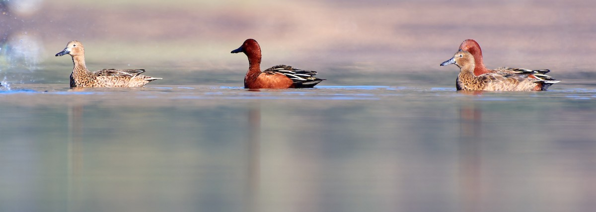 Cinnamon Teal - ML611470506