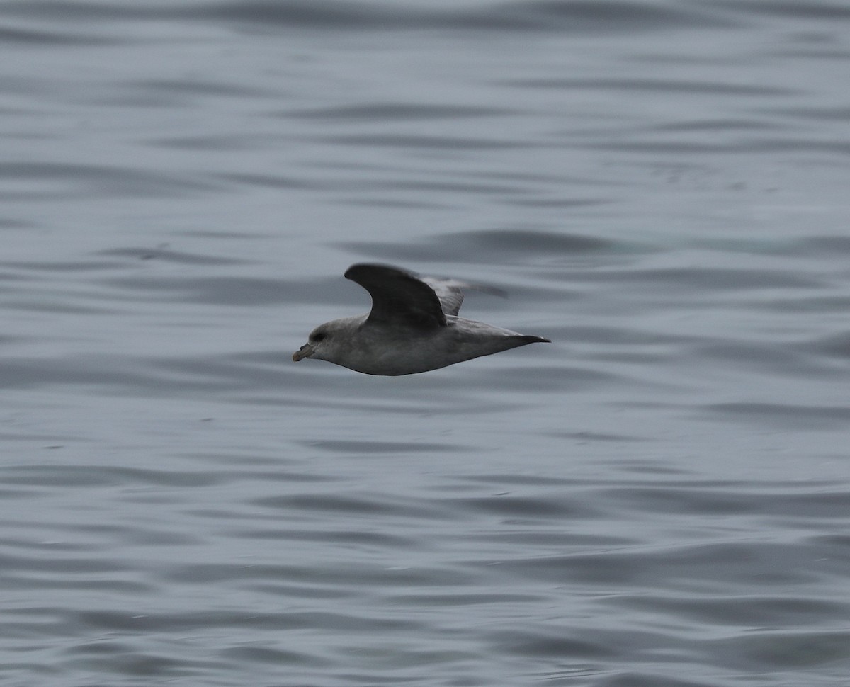 Northern Fulmar - ML611470547