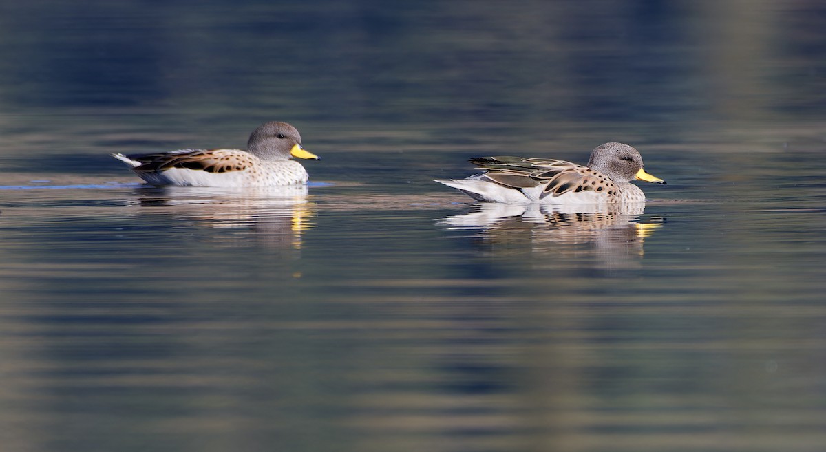 Yellow-billed Teal - ML611470569