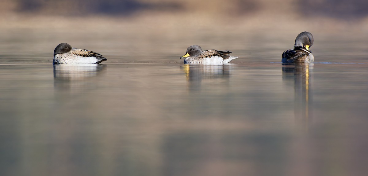 Yellow-billed Teal - ML611470575