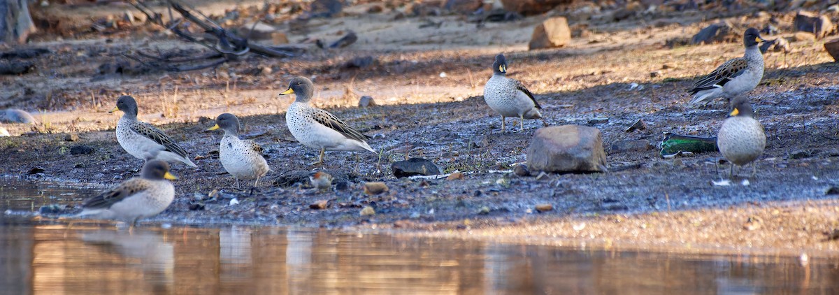 Yellow-billed Teal - ML611470576