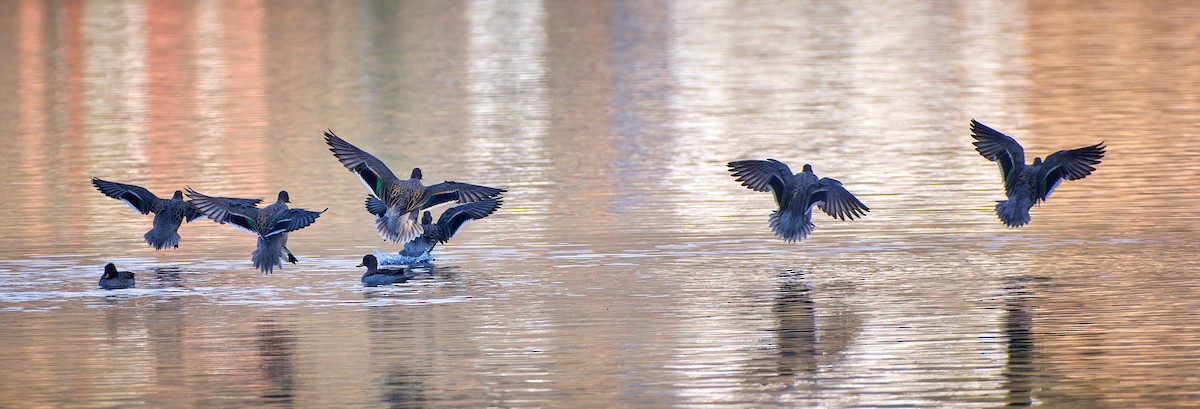 Yellow-billed Teal - ML611470577