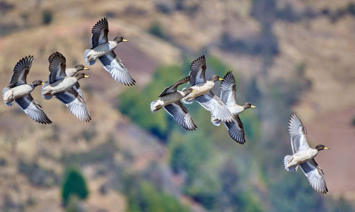 Yellow-billed Teal - ML611470578