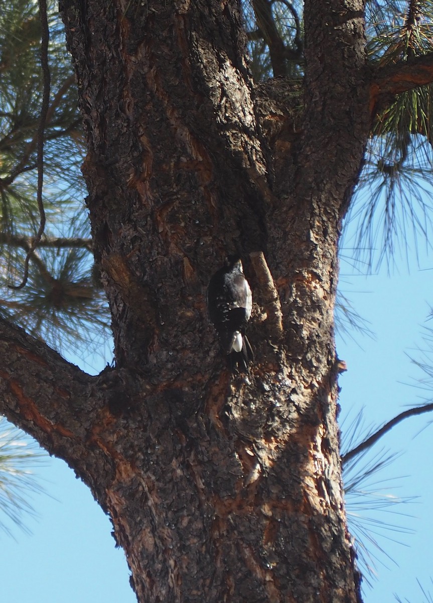 Williamson's Sapsucker - ML611470592