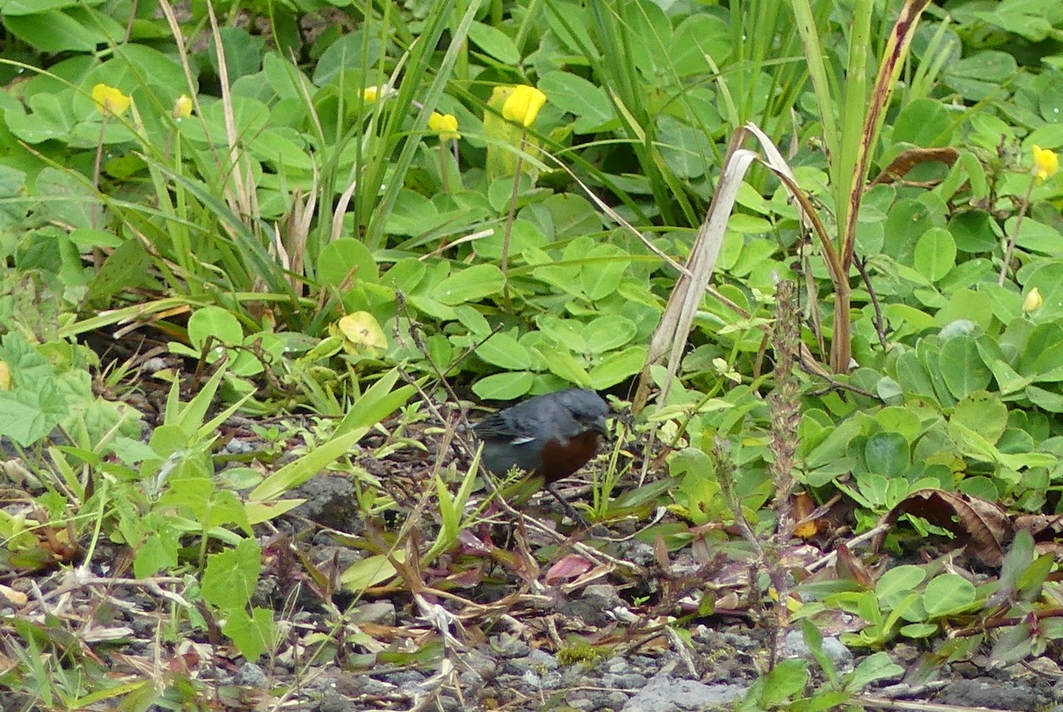 Chestnut-bellied Seedeater - Whitney Grover