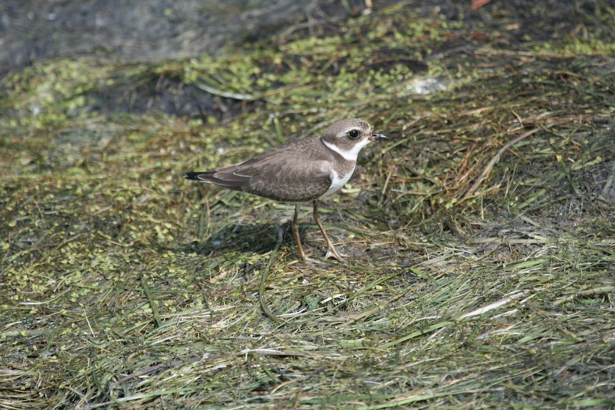 Semipalmated Plover - Mark Linardi